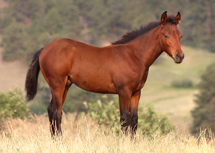 Lot 39 Weavers Smart One Lot 39 Weavers Smart One