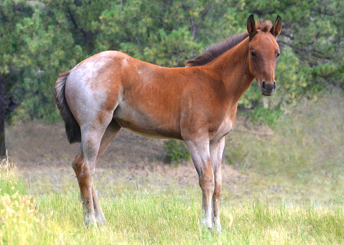 Lot 3 Weavers Smart Josie