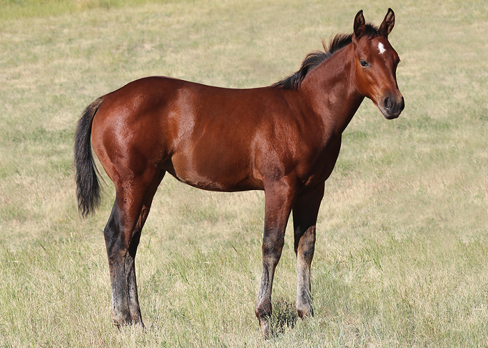 Lot 8 Weavers TopazMsGirl