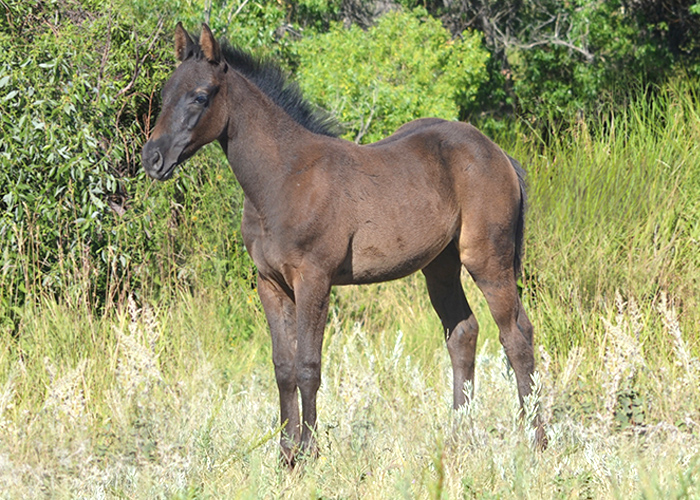 Lot 31 Weavers Call Me One