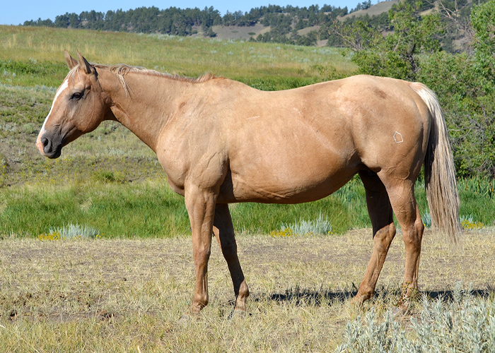 Lot 42 Top Perrys Dynamite