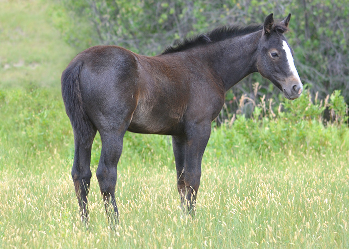Lot 43 Weavers Call Me Dox