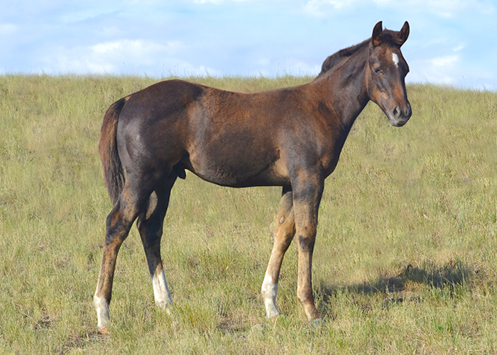 Lot 44 Weavers Fox Judge