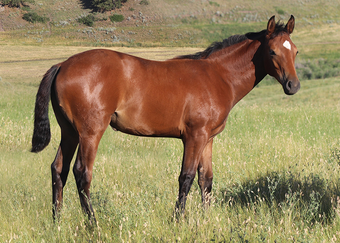 Lot 51 Weavers Miss Girl