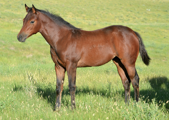 Lot 56 Weavers Stormy Dee