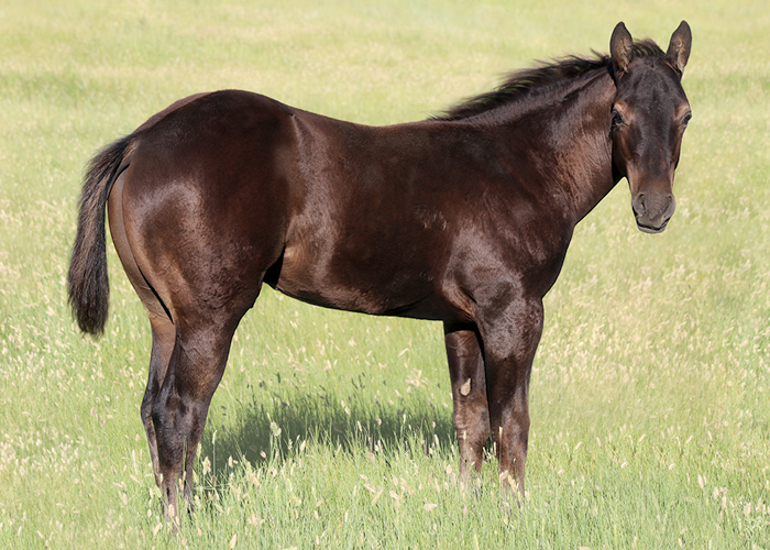 Lot 57 Weavers Go Smooth