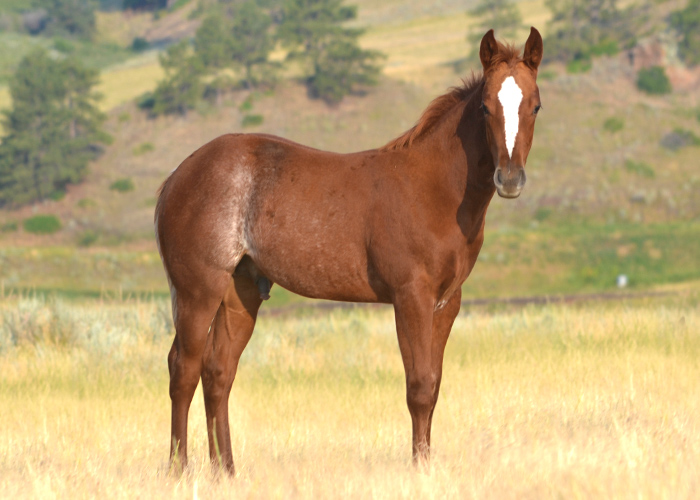 Lot 7 Weavers PocoImaTopaz