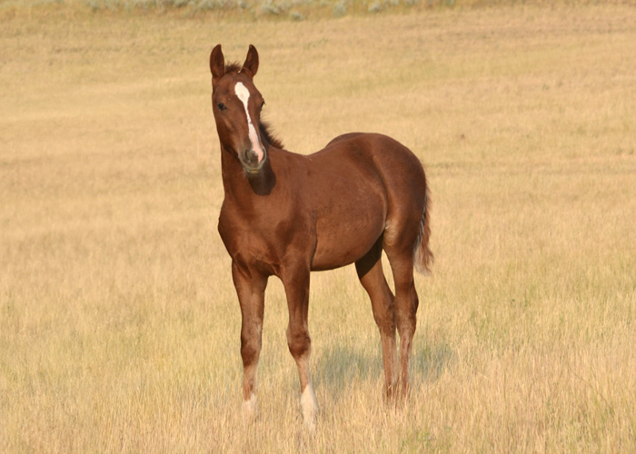 Lot 13 Weavers Bet On Perks