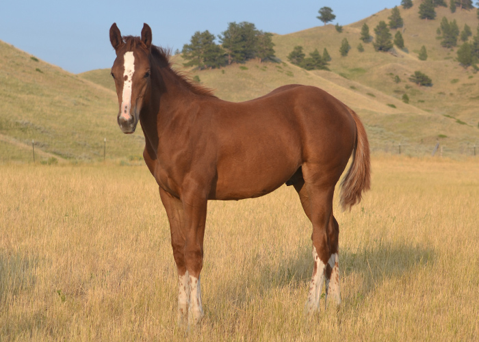 Lot 15 Weavers Stormy Cat