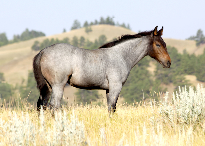 Lot 19 Weavers BetShesaBoon