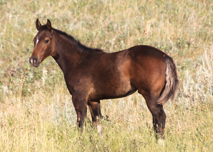 Lot 36 Weavers Judge Star