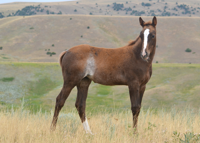 Lot 65 SCR Cats Fling